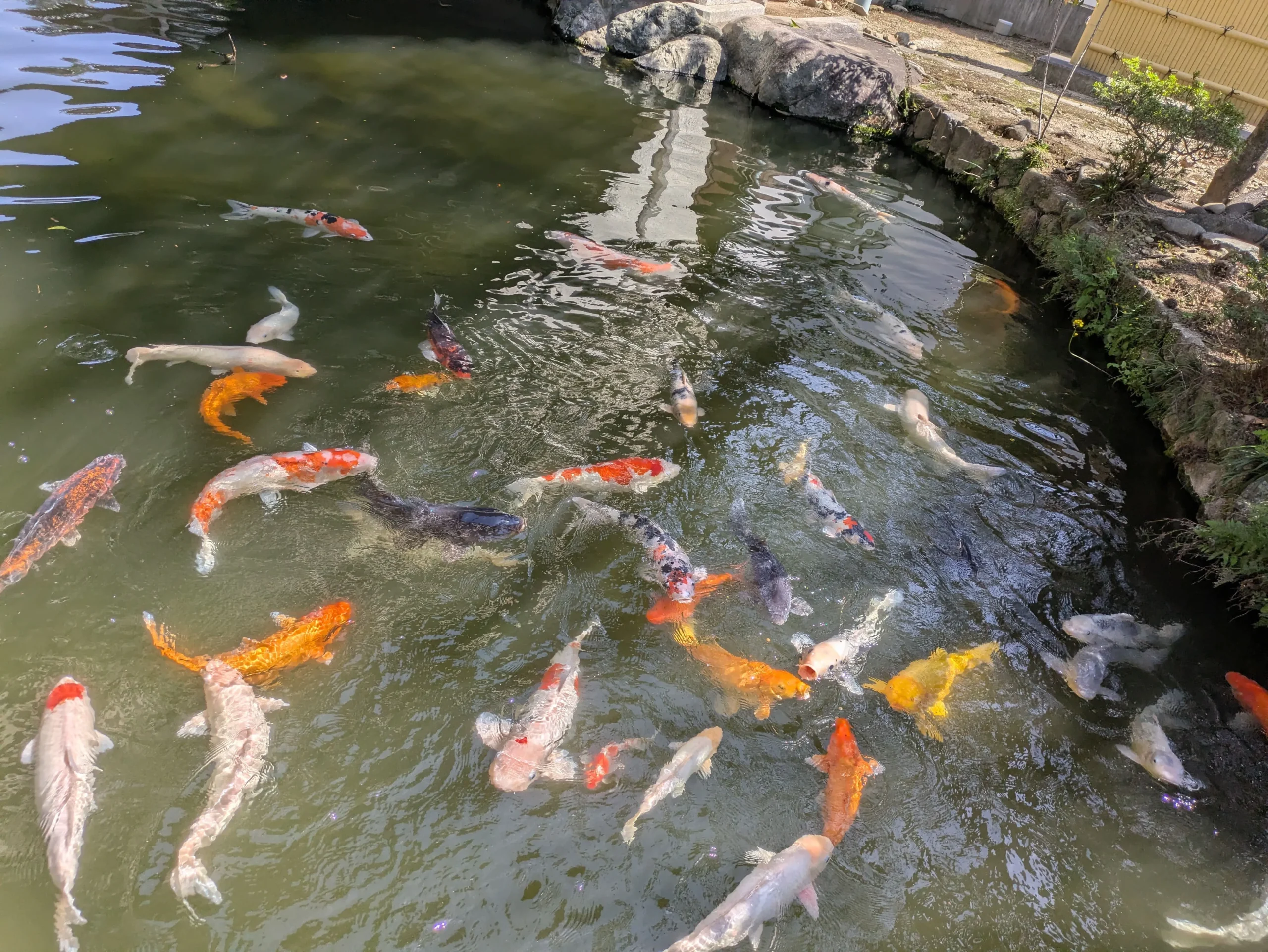 池で泳ぐ鯉