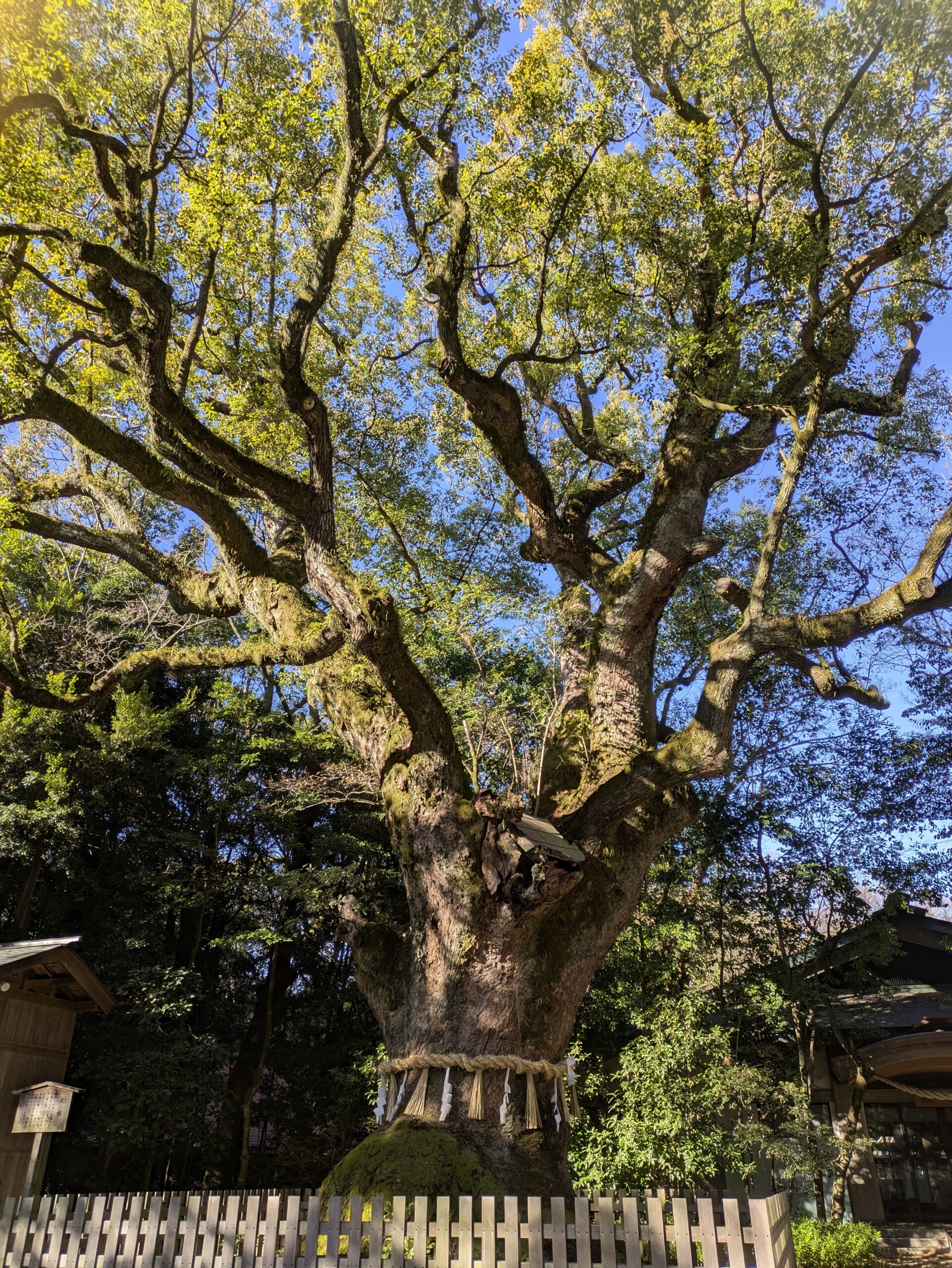 熱田神宮の大楠